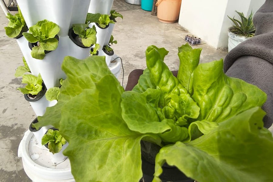 Fresh lettuce growing in a clean, controlled hydroponic environment