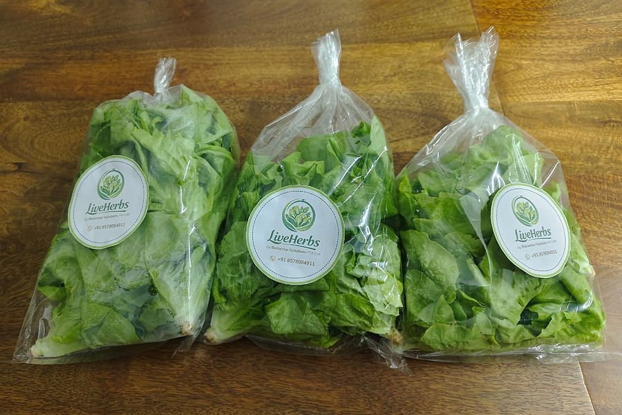 Packaged LiveHerbs lettuce ready for delivery